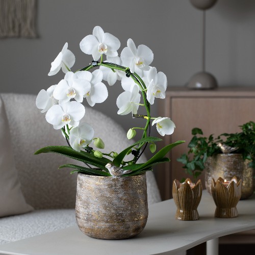 MG Uke 40 41 Phalaenopsis Bøyle 500X500