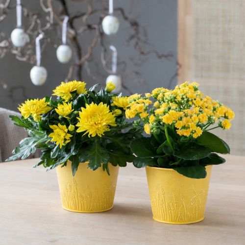 Mester Grønn Krysantemum Og Ildtopp 500X500