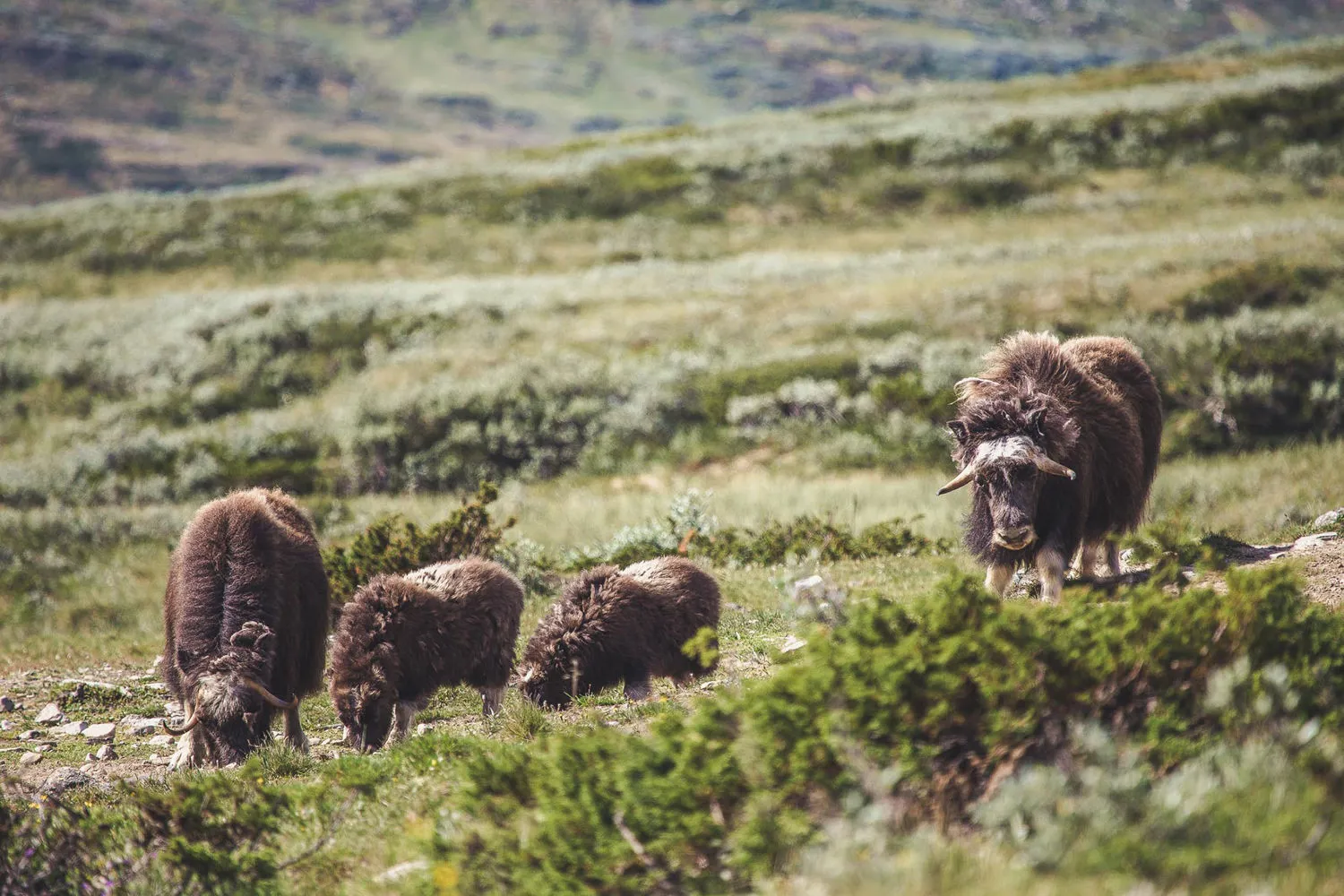 Otta Moskus Dovrefjell Safari