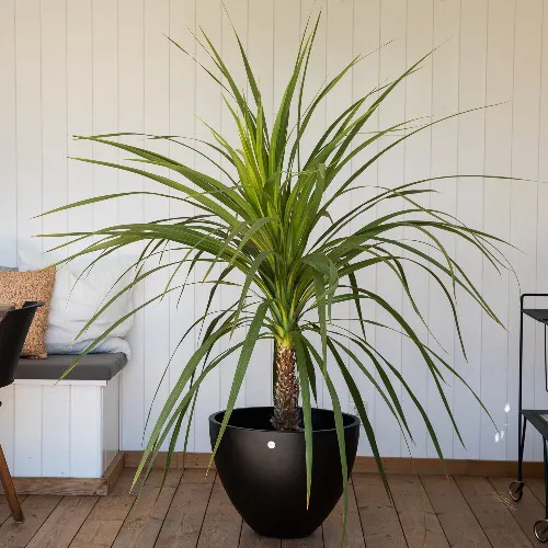MG Dracaena 2.Juni 15.Juni