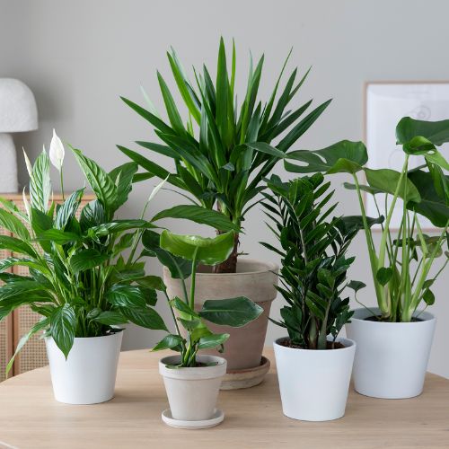 MG 50% Grønne Planter 2.1 14.2