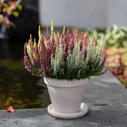 Calluna