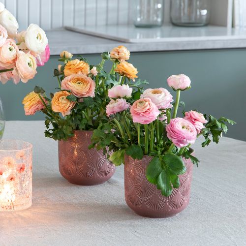 MG Ranunkle Plante U10