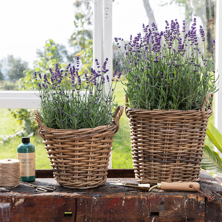 Mester Grønn Lavendel 4.5 9.5