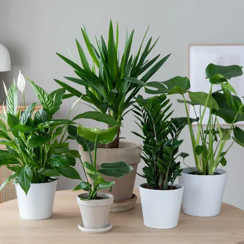 MG 50% Grønne Planter 17.1 15.2