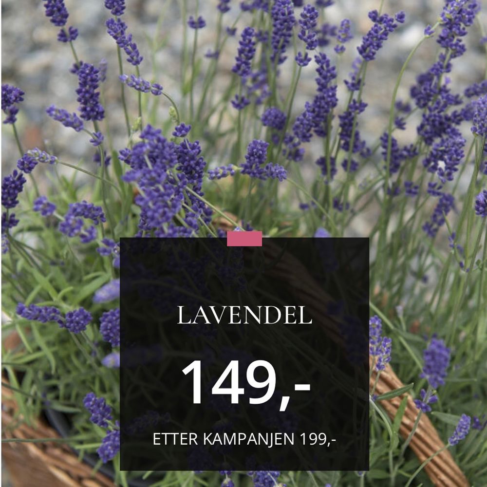 Lavendel