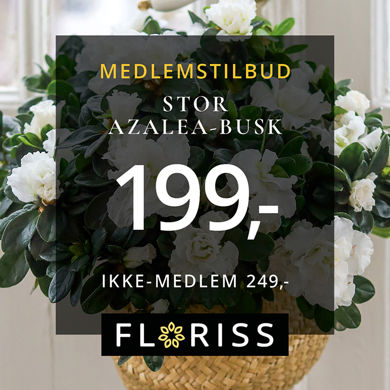 Floriss Stor Azalea Busk 16. 29.Nov