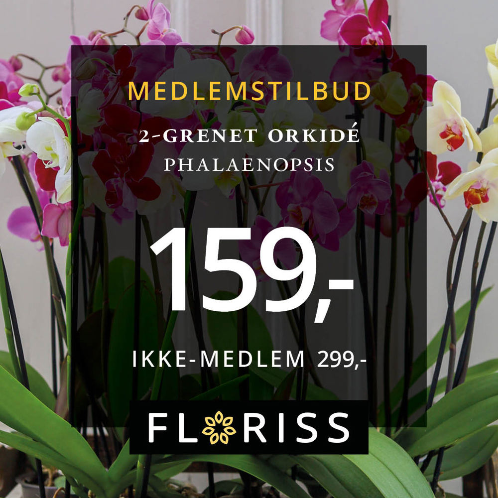 Floriss Togrenet Orkide 5. 18.Okt