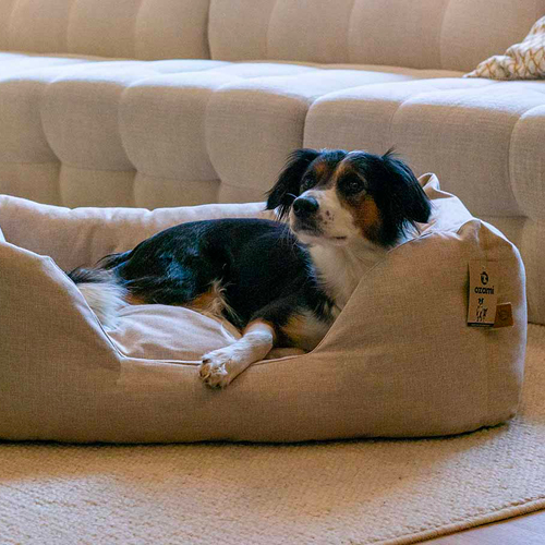 Pets Buddy Lovis Hundeseng 20.11 7.12