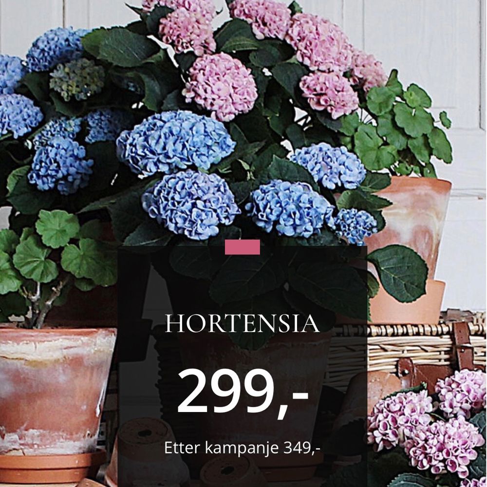 Hortensia