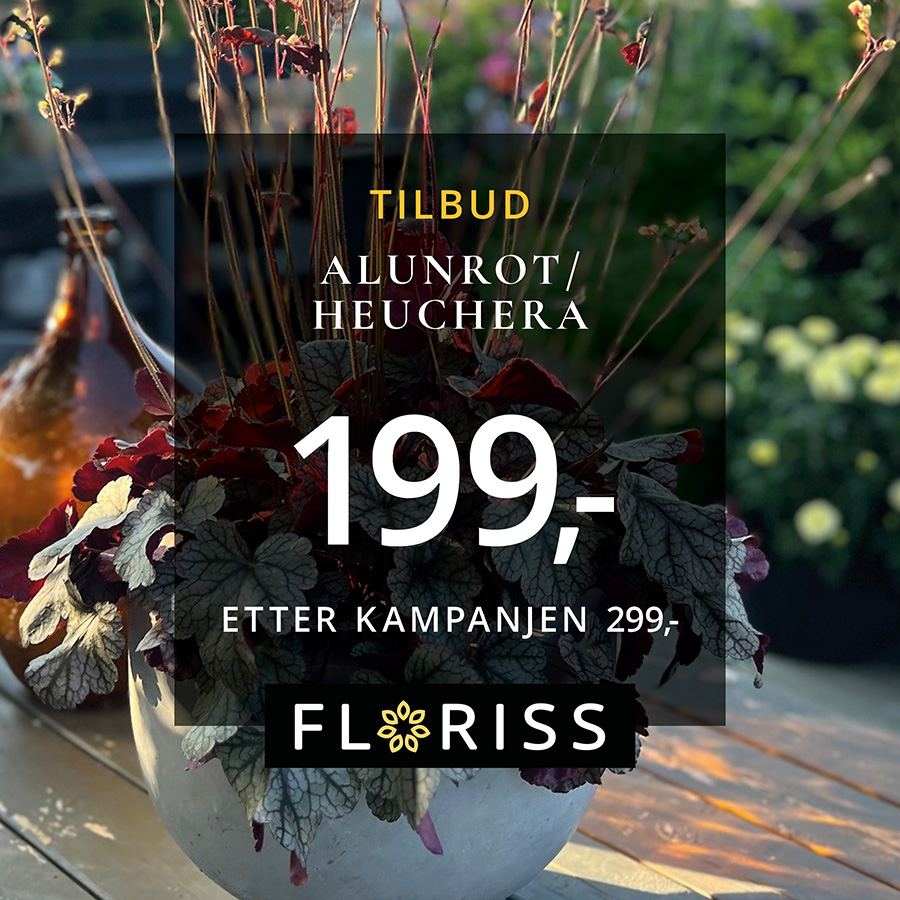 Floriss Alunrot Heuchera 13. 26.Juli