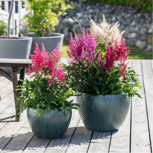 MG Astilbe 25. 31.5