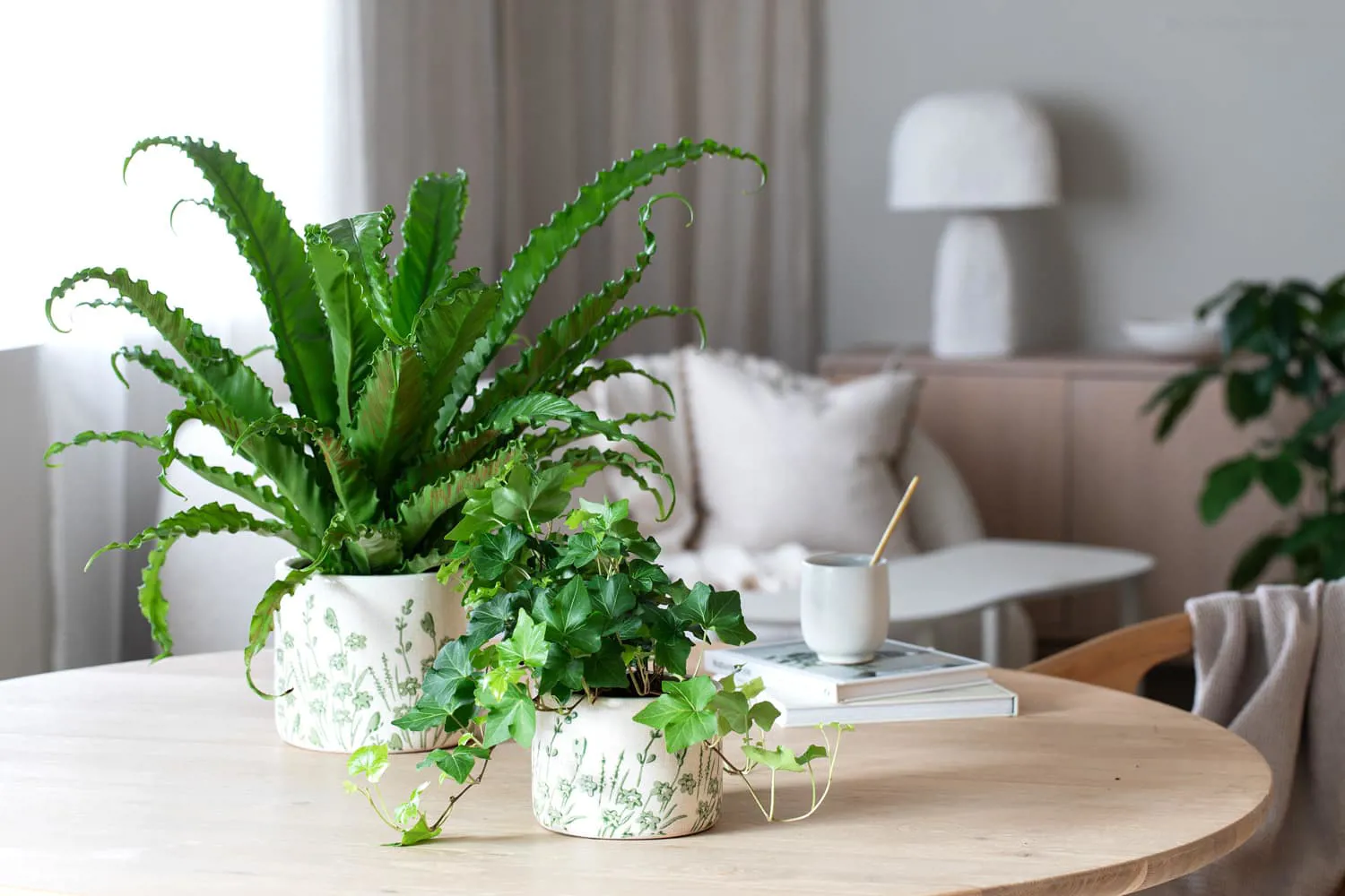 10 Eføy Og Asplenium I Botanic Potte