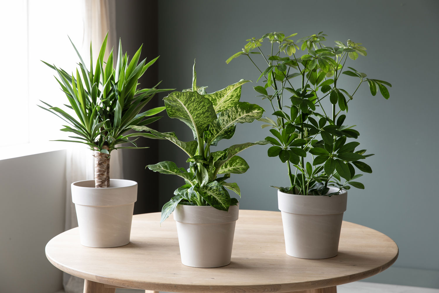Mester Grønn Yucca Schefflera Dieffenbachia