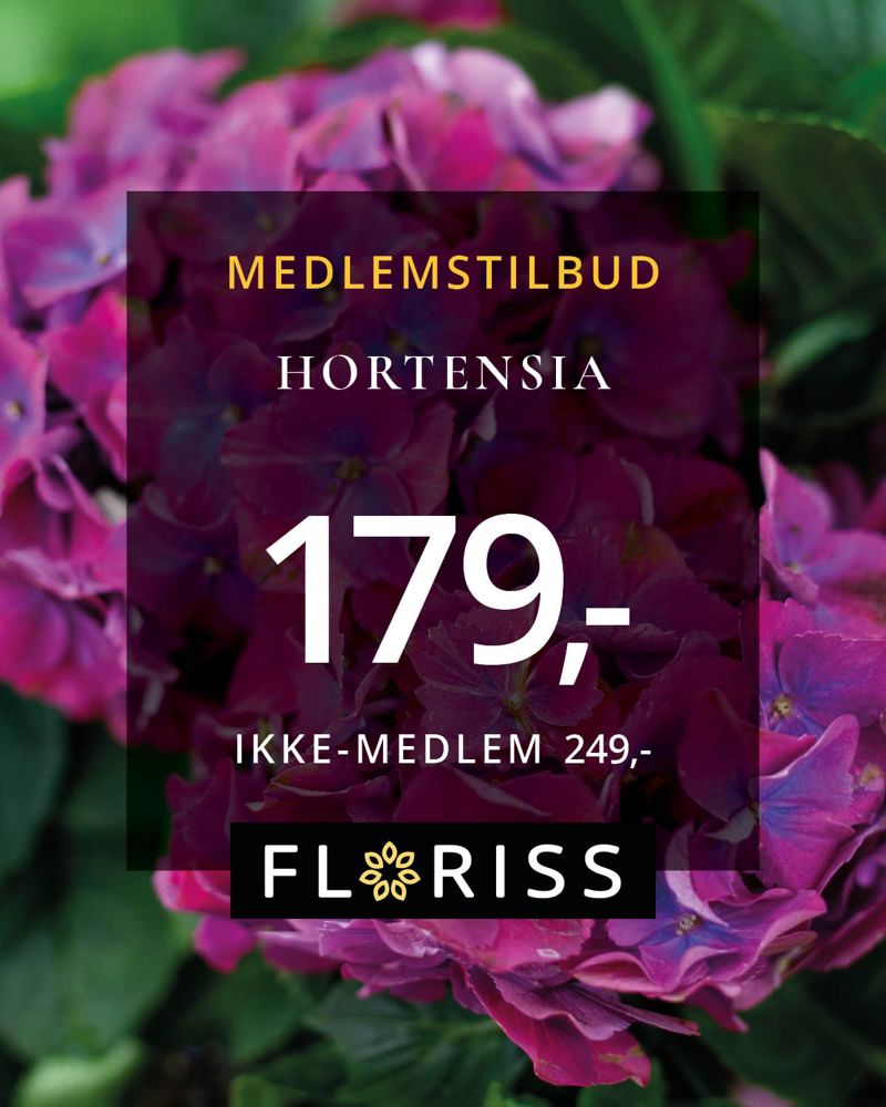 Floriss Hortensia 21.Aug 20.Sept