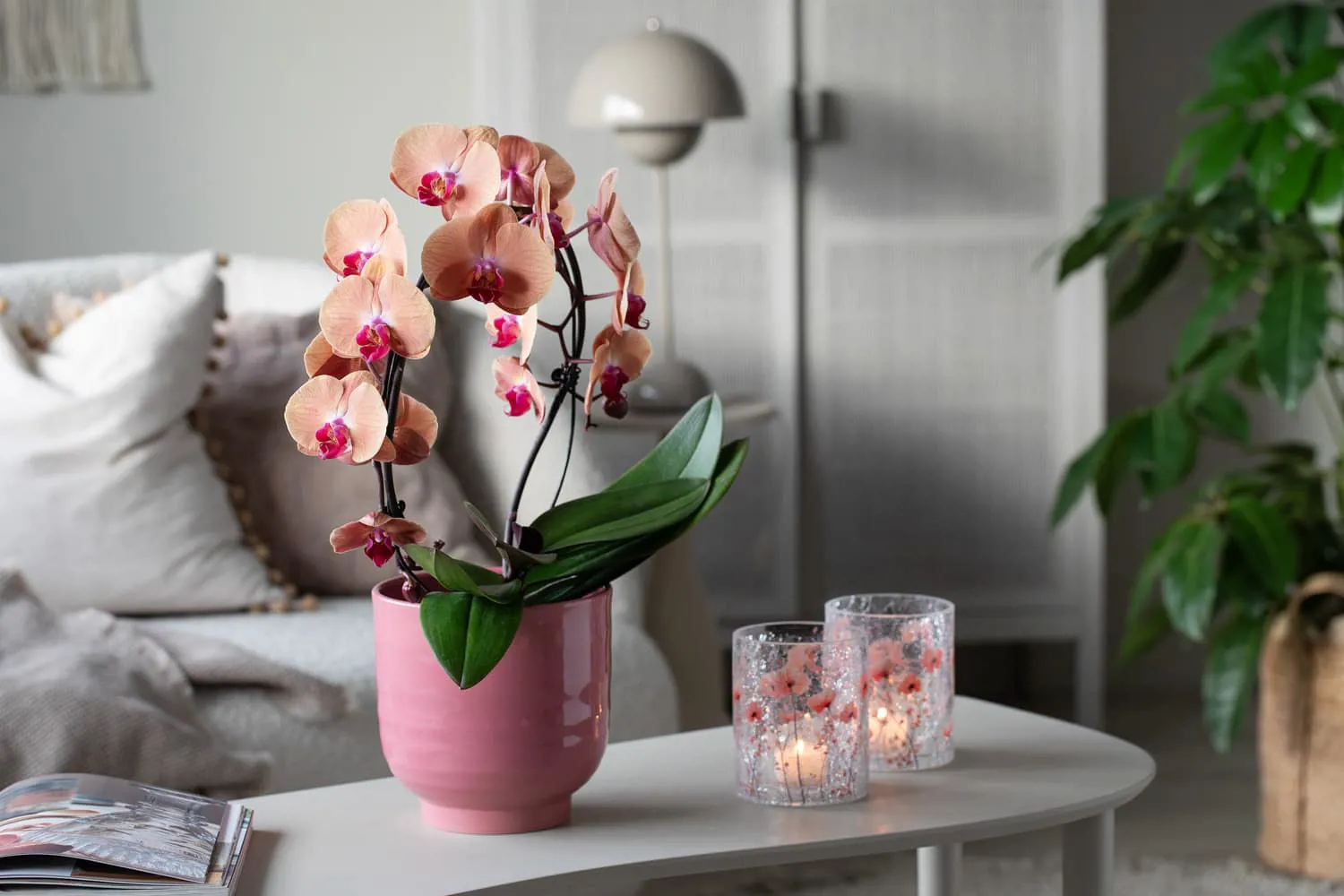 5 Orkide I Saga Potte Og Sparkling Telysholder