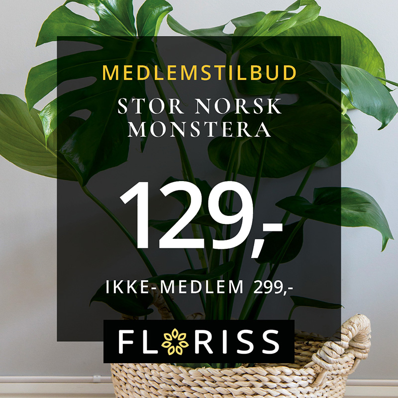 Floriss Stor Norsk Monstera 28.Sept 11.Okt