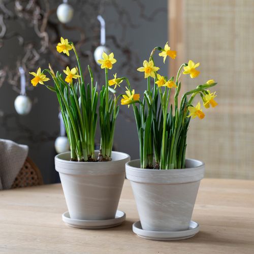 Mester Grønn Narciss 500X500