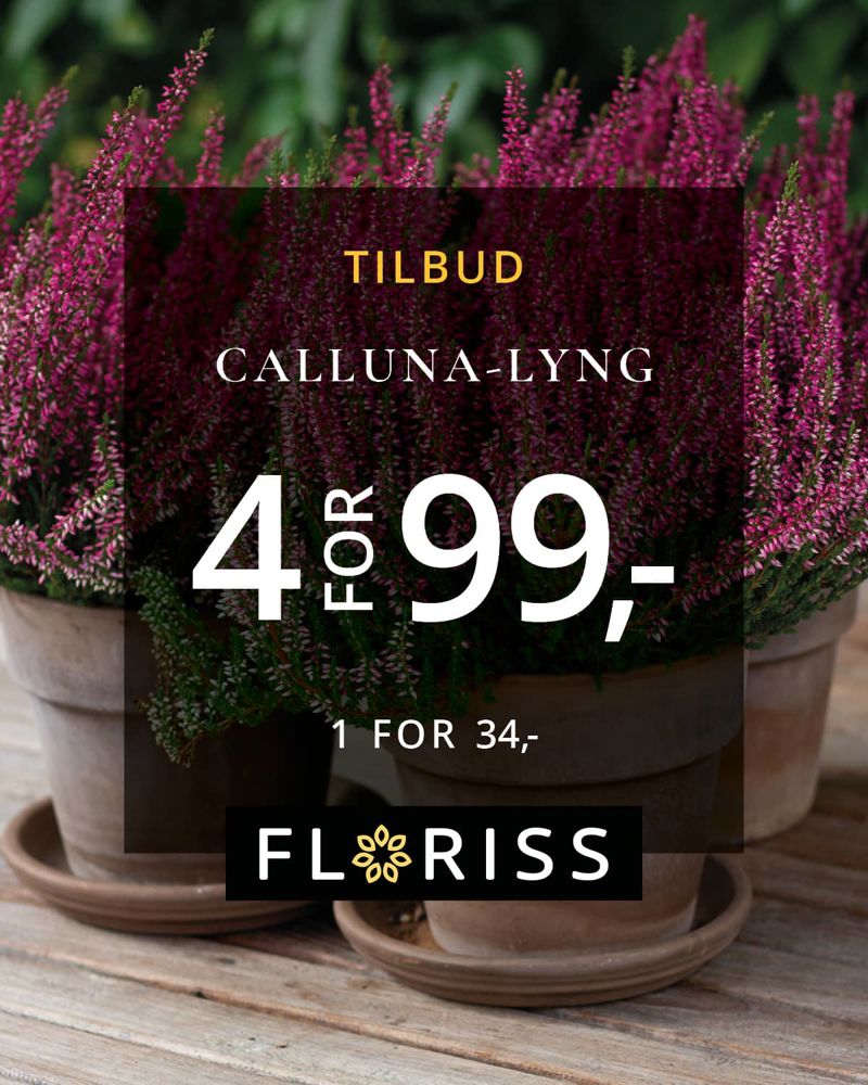 Floriss Lyng Calluna 21.Aug 1.Okt