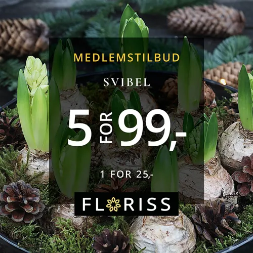 Floriss Svibel 5 For 99 3.Nov 24.Des