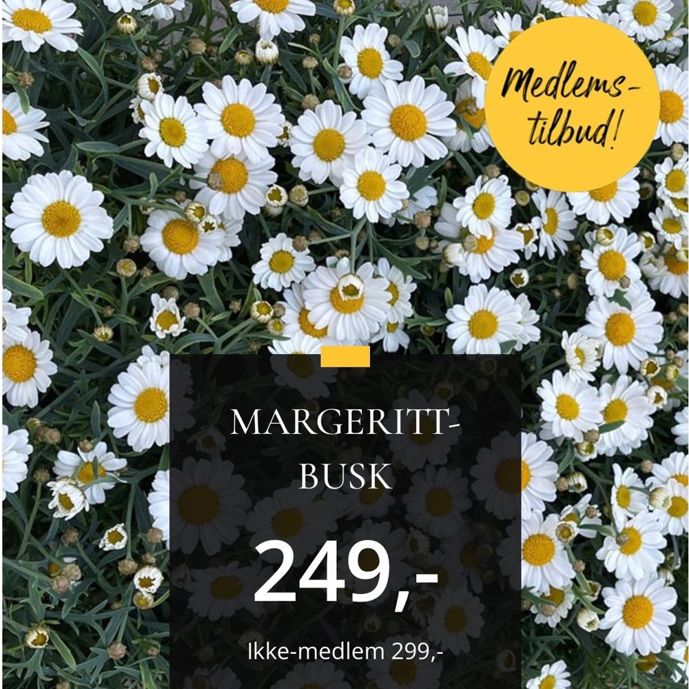 Margeritt Busk
