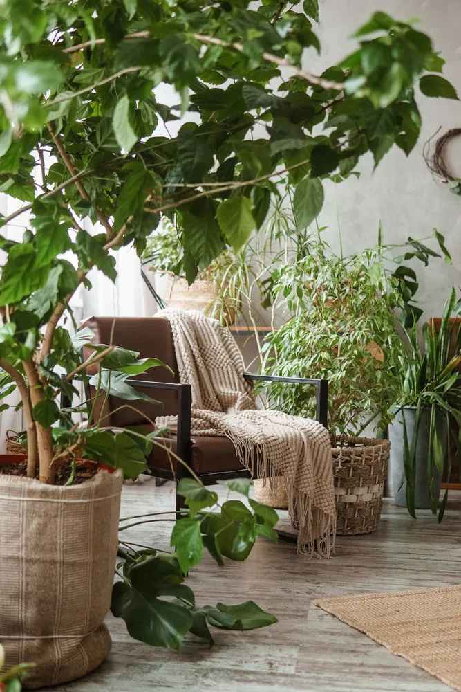 Alti Grønne Planter Trend Vår Blomster Møbler Bohem