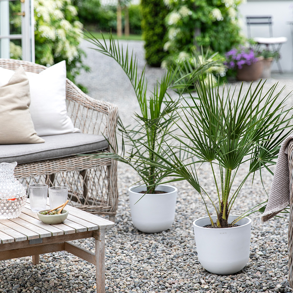 Mester Grønn Terresepalmer 27.4 9.5